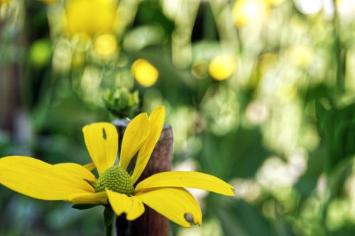 Slipbladige rudbeckia