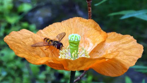 Schijnpapaver