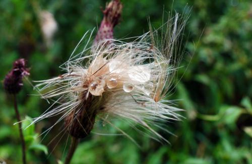 Artistic thistle