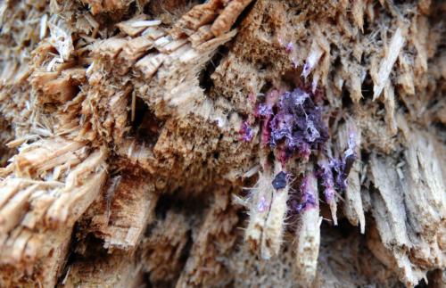 Schimmel in dood hout