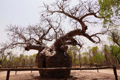 Boab prison tree DerbyWestern Australia