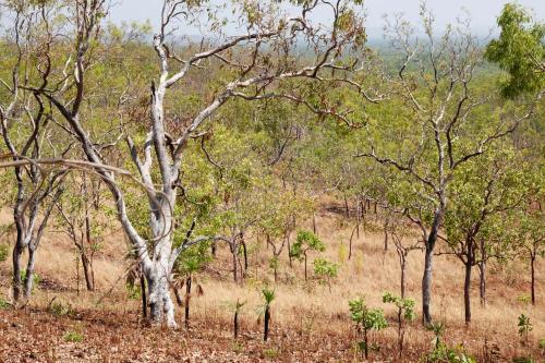 Bukbukluk lookoutKakadu NPNorthern Australia