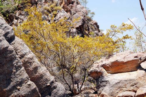 Katherine gorge KatherineNorthern Australia