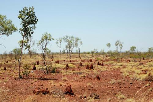 Termietenheuvels  "kerkhofje"Great Northern HighwayWestern Australia