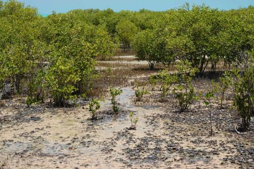 Broome kust mangrove 