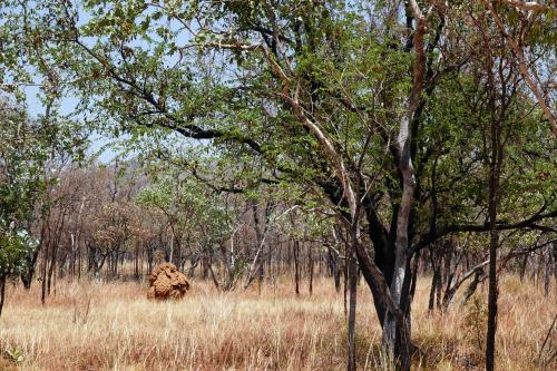 Termietenheuvels Great Northern HighwayNorthern Australia