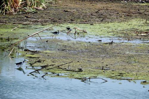 Waste Water Wetlands Derby