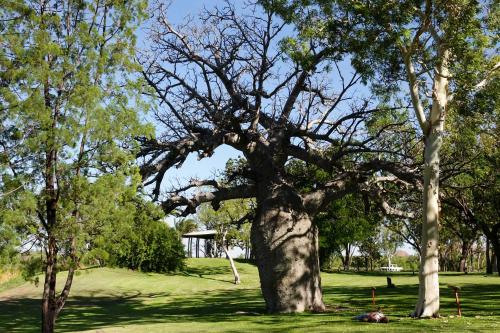 Baobab, Celebrity Tree Park, Kununurra