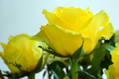 Yellow rose