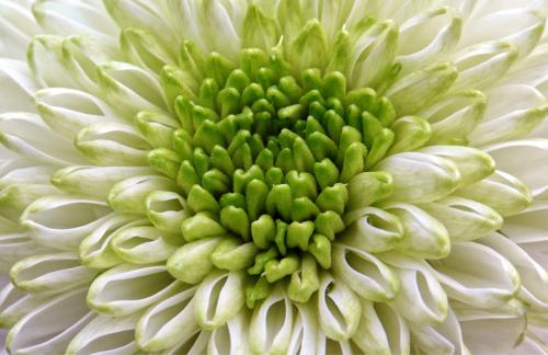 Chrysant