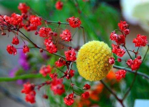 Drumstickflower