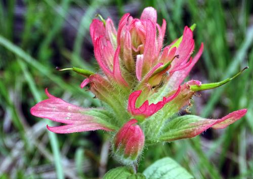 Indian paintbrush 