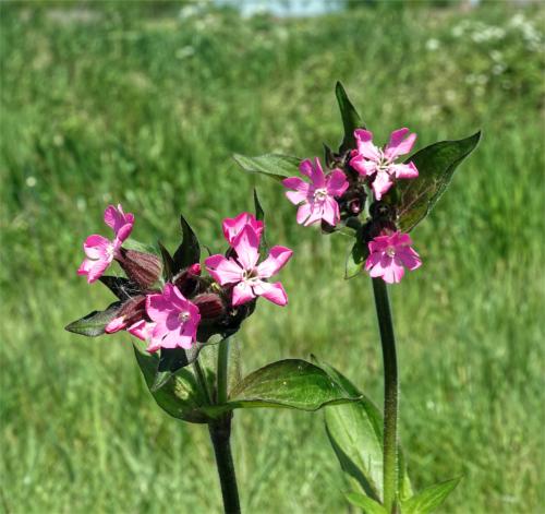 Dagkoekoeksbloem