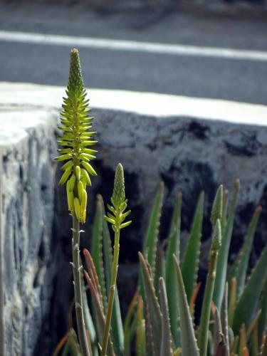 Aloe Vera 