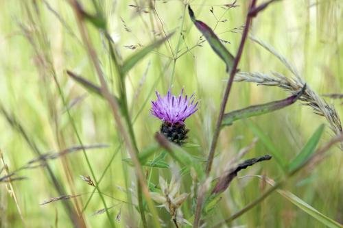 Distel