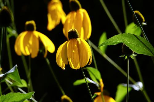 Rudbeckia 