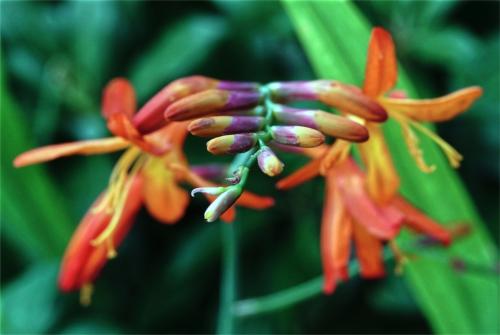 Crocosmia