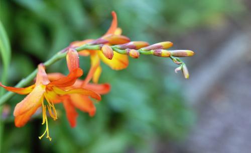 Crocosmia