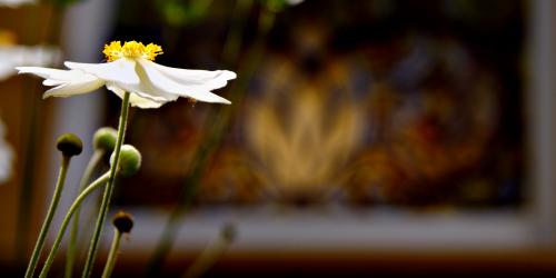 Californische boompapaver