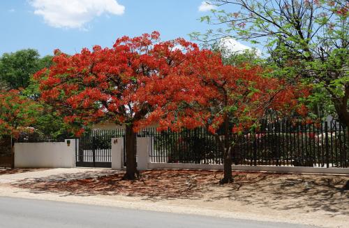 Jacaranda boom 