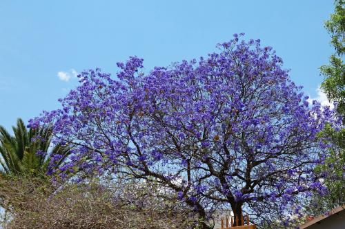 Jacaranda boom web