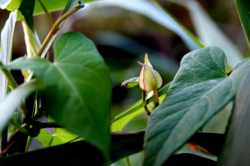 Anthurium