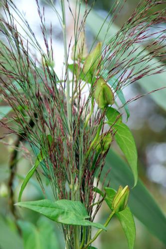 Aristida purpurea