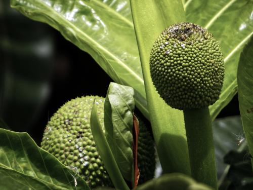 Jackfruit