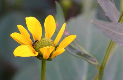 Rudbeckia 