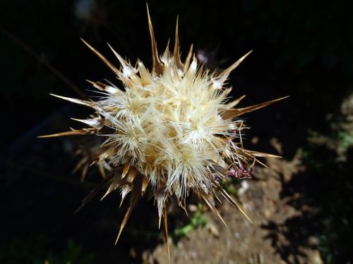 Uitgebloeide distel 