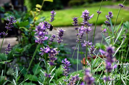 Blik in de tuin