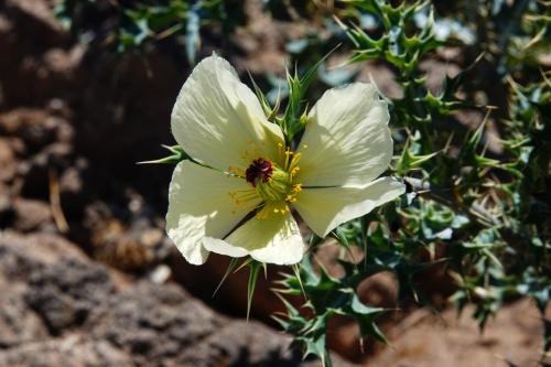 Stekelpapaver  Namibië  