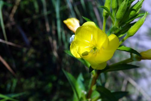 Grote teunisbloem 