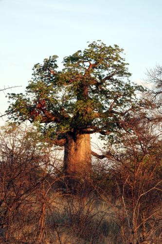 Baobab