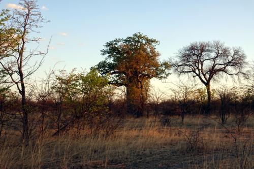 Baobabs 