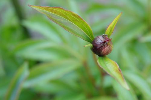 Pioenroos in knop 