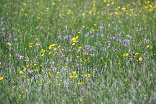 Veldje wilde bloemen 