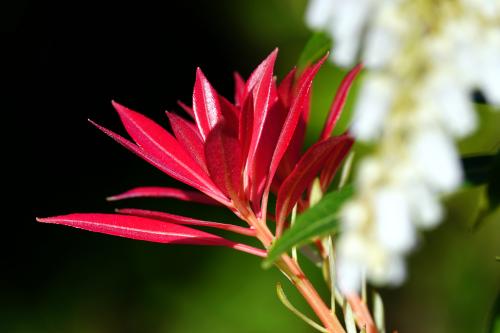 Photinia 