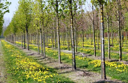 Paardenbloemen