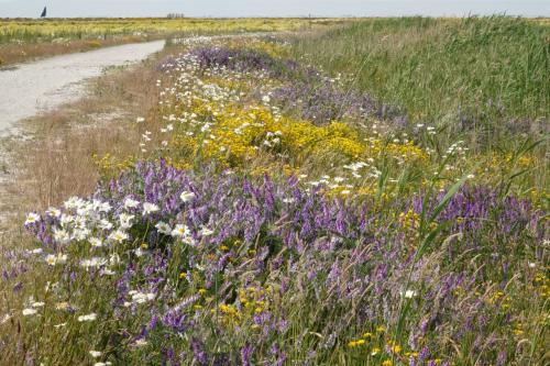 Wilde bloemen 