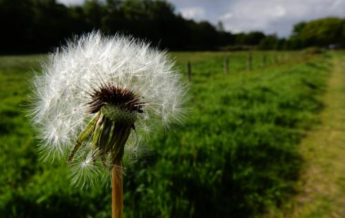 Paardenbloem 