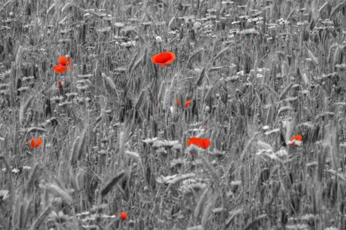 Klaprozen in wilde bloemenveld