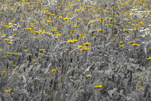 Wilde bloemenveld