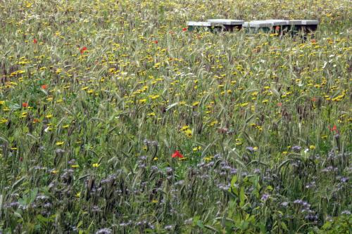 Wilde bloemenveld