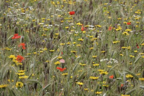 Wilde bloemenveld