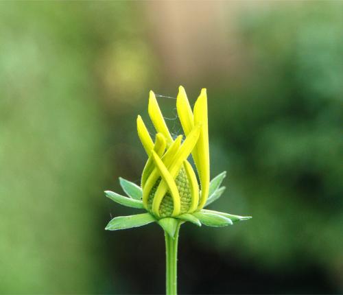 Slipbladige rudbeckia