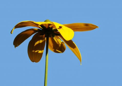 Slipbladige rudbeckia