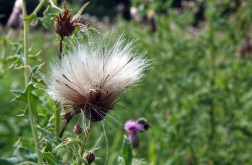 Akkerdistel