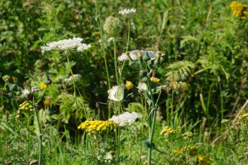 Wilde bloemen, vlinder