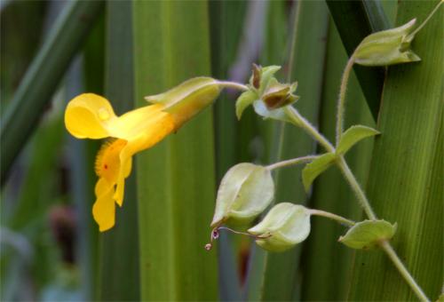 Gele maskerbloem